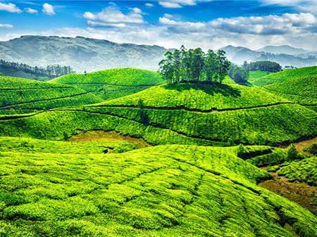 Taxi Service from Tirupati to Munnar